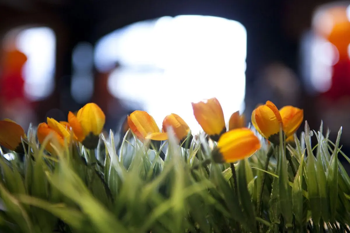 Gek op Holland feest