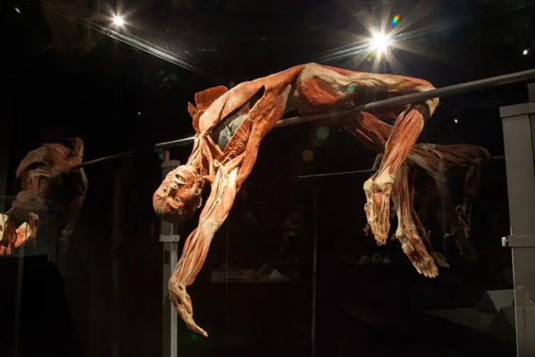 Body Worlds