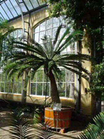 Hortus Botanicus