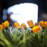 Thumbnail of http://Online%20Gek%20op%20Holland%20Quiz,%20online%20bedrijfsuitje,%20online%20quiz,%20coronaproof%20uitje%20Amsterdam